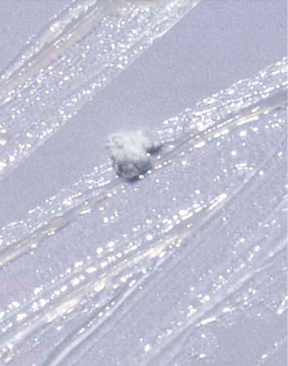 fmg GLOKOLOR Lip Serum Pencil 2 fmg GLOKOLOR Lip Serum Pencil - Image 2